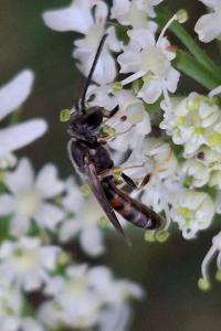 Lasioglossum
