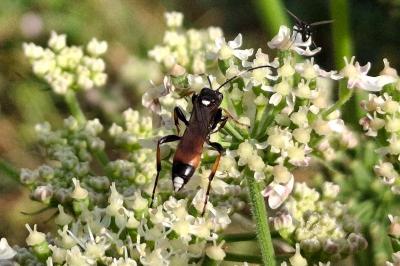 Ichneumon bucculentus
