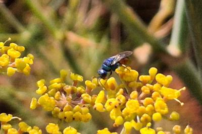 Holopyga generosa