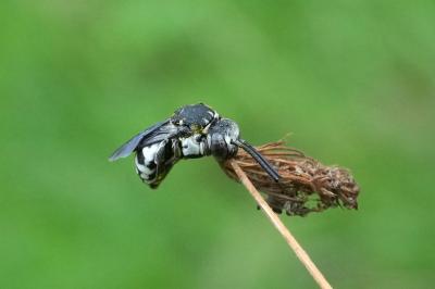 Epeolus fallax