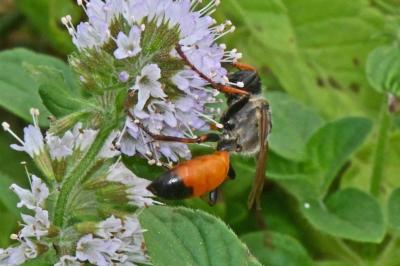 Sphecidae