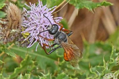Sphecidae