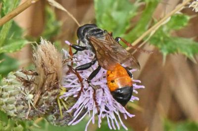 Sphecidae