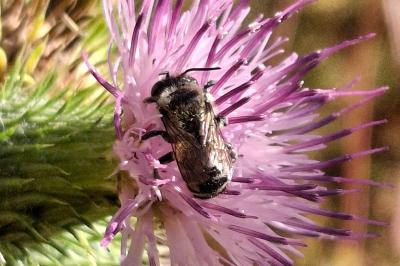Megachile
