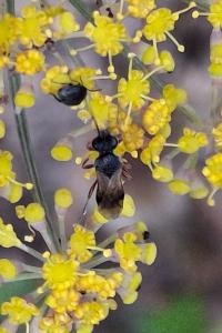 Cheloninae