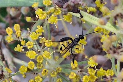 Cremastinae