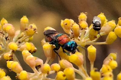 Hedychrum nobile