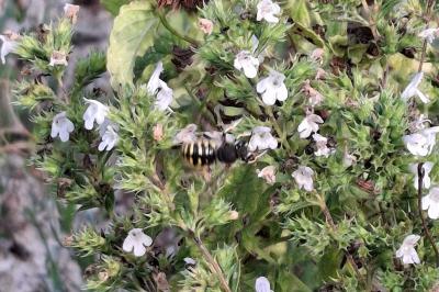 Anthidium manicatum