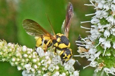 Parodontodynerus ephippium