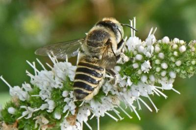 Megachile pilidens