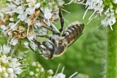 Megachile pilidens