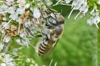 Megachile pilidens
