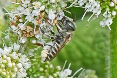 Megachile pilidens