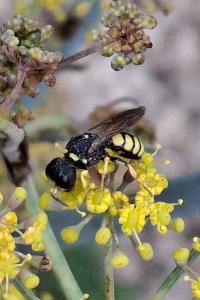 Lestica clypeata