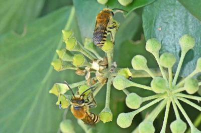 Colletes hederae