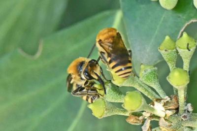 Colletes hederae