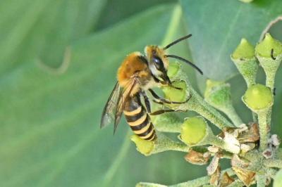 Colletes hederae