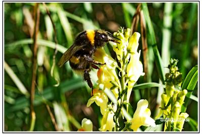 Bombus