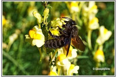 Xylocopa violacea