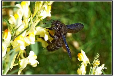 Xylocopa violacea