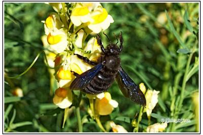 Xylocopa violacea