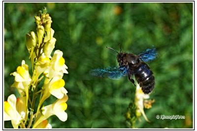 Xylocopa violacea