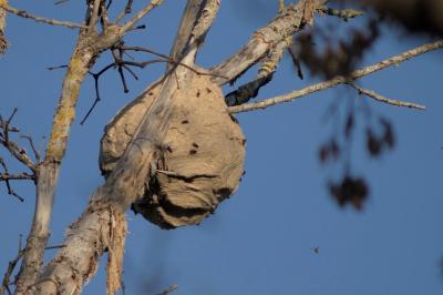 Vespa velutina