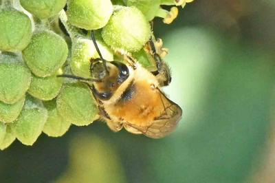 Colletes hederae