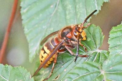 Vespa crabro