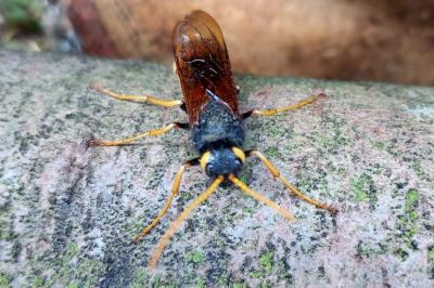 Urocerus augur