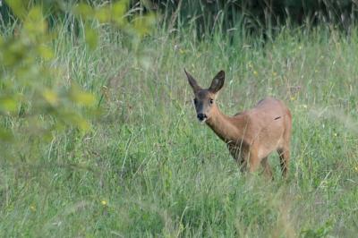 Capreolus capreolus