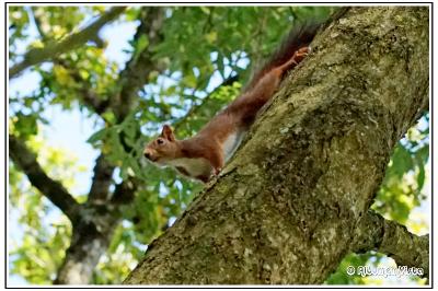 Sciurus vulgaris