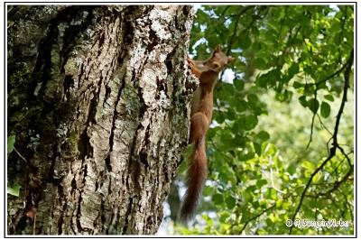 Sciurus vulgaris