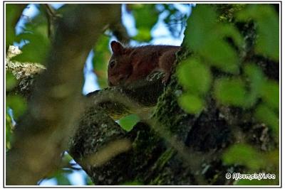 Sciurus vulgaris