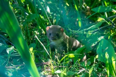 Mustela nivalis