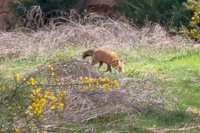 Vulpes vulpes