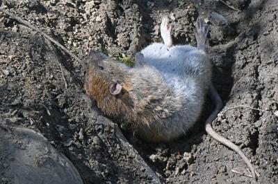 Microtus arvalis