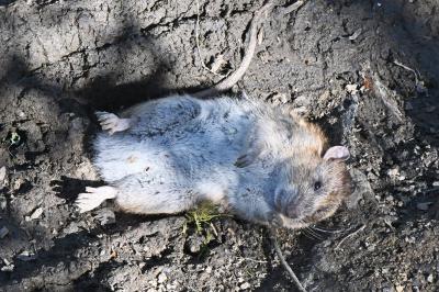Microtus arvalis