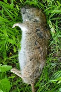 Rattus norvegicus