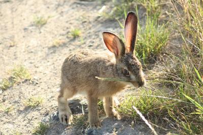 Lepus europaeus