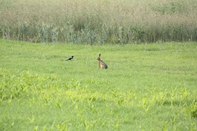 Lepus europaeus