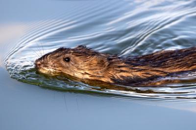 Ondatra zibethicus