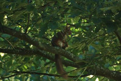 Sciurus vulgaris