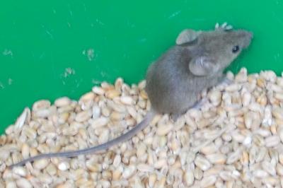 Mus musculus