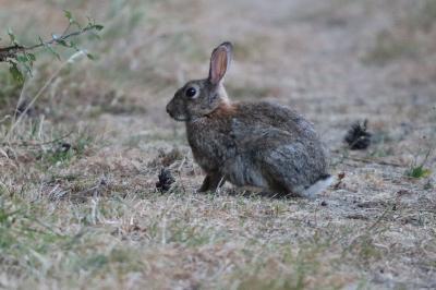 Oryctolagus cuniculus