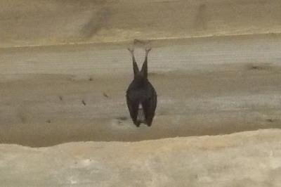 Rhinolophus hipposideros