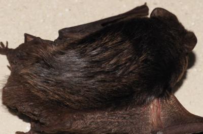 Barbastella barbastellus