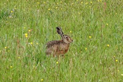 Lepus europaeus