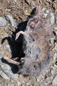 Crocidura russula