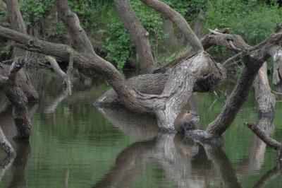 Myocastor coypus